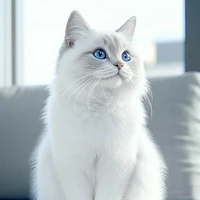 (hệ thống chủ) Enya