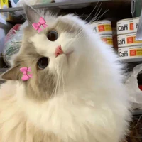 Ribbon🎀