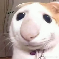 Kon lừi chính hịu :3