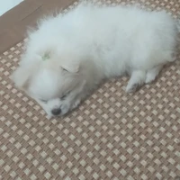 mochi { hệ thống }