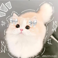 meow (1)