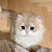 Zizi