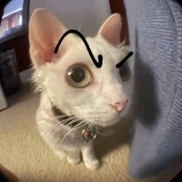 tacgia