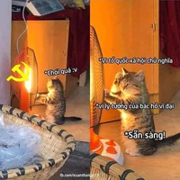 T/g báo