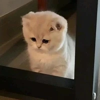 Mắm