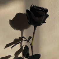 ?? - Nữ