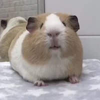 tg aka bọ ú aka béo