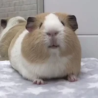tg aka bọ ú aka béo
