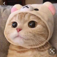 Bi Bi tác giả 