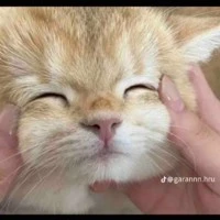 Tác giả