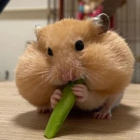 Yan yan