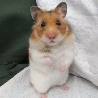 sa sa