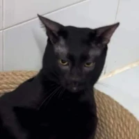 Bubu