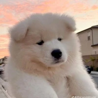 Các bạn khác trong lớp / trừ ai đó