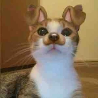 Zirmeoww🤓 (tác giả)