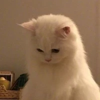 Pet Minjeong (sốp)