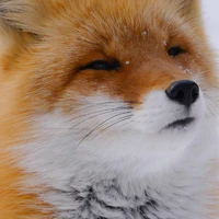 cáo 🦊