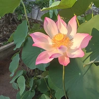 all(trừ 1 số cần trừ)