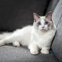 Mèo