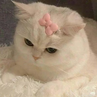 🎐Sứa iuuuu Bông🎐