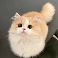 Ly_Chan <nhỏ tác giả>
