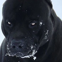 thú cưng của gíp_melon