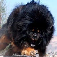 thú cưng của hiếu_gaugau