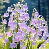 Người dẫn chuyện