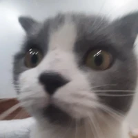nhi