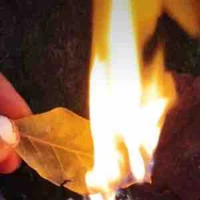 Buried Leaf Cookie ( còn nhỏ ) 