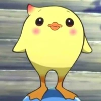 pipo