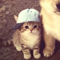 dindin -hệ thống