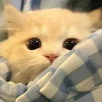 t/g