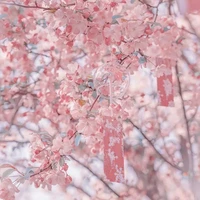 - Cá Bống - Risana -