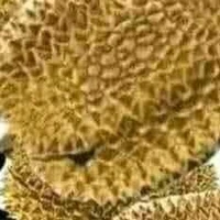 nhóm đầu gấu (khối trên)