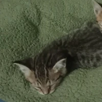 pet Cưng