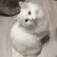 all bot(trừ ai thì trừ)