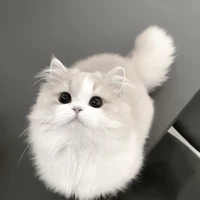 Tgiả