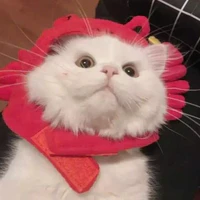 t/g - Mey :>