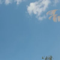 t/g hột me sĩ muội