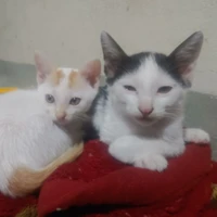 Màn Hình