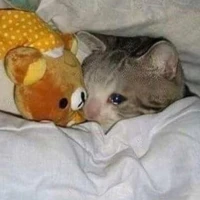 T/g mít ướt
