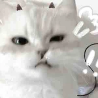 tg cute fô mai que hột me xí muội 
