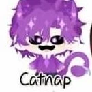 hiha catnap