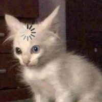 Lys...vẫn ngơ