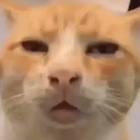Lys...vẫn ngơ