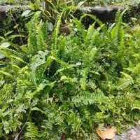 Phụ huynh bọn nó