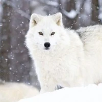 hệ thống 023 (Ryu)