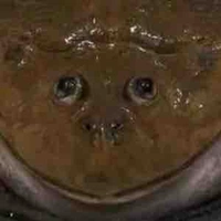 Hệ thống cao 0,5cm