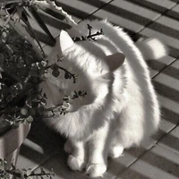 Nhân vật phụ 「Nữ」
